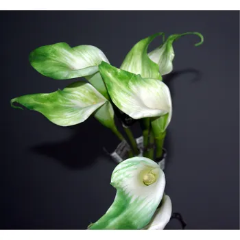 Sazenice Hitra KALA lily 52cm