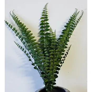umělá květina Umělé kapradí pellaea 18 listů 50cm - Do interiéru