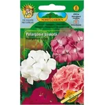 Nohel Garden Pelargónie Páskatá Mix 8 ks