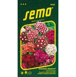 SEMO Hvozdík bradatý jednoletá forma…