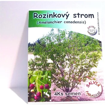 Semeno Salvia Paradise Rozinkový strom Amelanchierova borůvka 4 ks