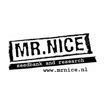 Semeno Mr. Nice Seeds Angel´s Breath 18ks regular (Regulární semena Angel´s Breath 18ks )