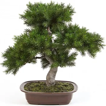 umělá květina Umělá Bonsai borovice v květináči deluxe, 48 cm