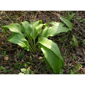 Medvedi Cesnek Sazenice (medvědího česneku, medvědí česnek, kvalitních sazenic) Medvedi Cesnek Sazenice