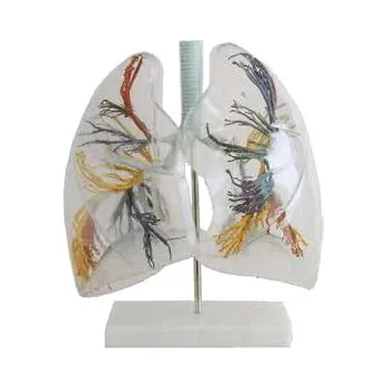 anatomický model Hrtan, průdušnice a plíce