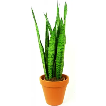 Gardners Sansevieria zeylanica, průměr 12 cm Sanseveria, tchýnin jazyk, tenura