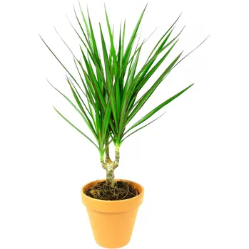 Gardners Dracaena marginata, průměr 11-12 cm Dracéna lemovaná, Dračinec