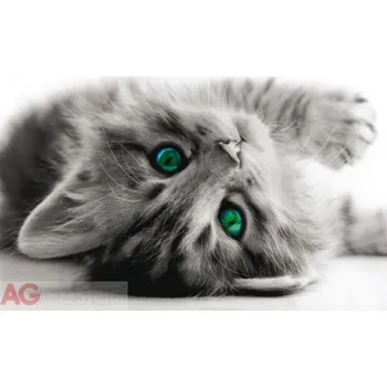 Fototapeta Obrazová vliesová fototapeta kotě, kočka FTNM2605 / Obrazové papírové fototapety na zeď 1 dílné FT0805 AG Design (160 x 110 cm)