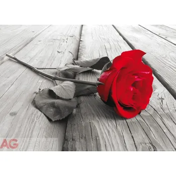 Fototapeta Obrazová vlisová fototapeta červená růže FTNM2619 / Obrazové papírové fototapety na zeď 1 dílné Red Rose FT0819 AG Design (160 x 110 cm)