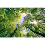 DIMEX MS-5-0104 Stromy v oblacích 375 x…