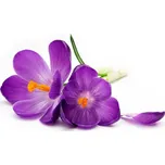 Dimex MS-5-0144 Krokus 375 x 250 cm