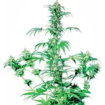 Sensi Seeds Early Girl regular 10ks