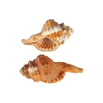 MACENAUER Mušle Cymatium, 3 ks