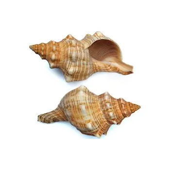 MACENAUER Mušle Trapezium S, 1 ks