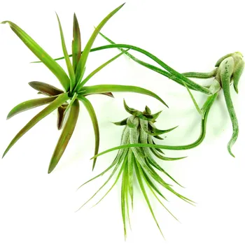 Gardners Set tillandsií pro začátečníky 3 ks Tillandsie, kykatka