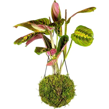 Gardners Kokedama Marantha leuconeura Fascinator (L) Maranta běložilnatá, Modlivka