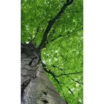 DIMEX MS-2-0101 150 x 250 cm koruna…