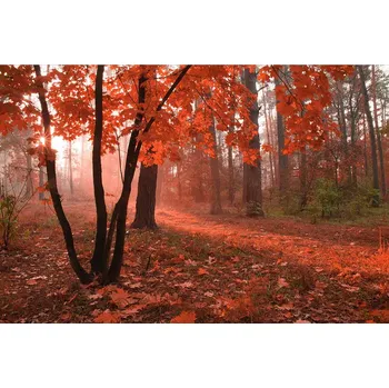 Fototapeta Dimex MS-5-0095 375 x 250 cm