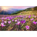 DIMEX MS-5-0064 375 x 250 cm krokusy na…