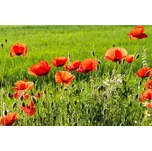 DIMEX MS-5-0092 375 x 250 cm makové pole