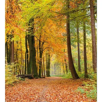 DIMEX MS-3-0187 225 x 250 cm, podzimní les