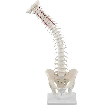 Erler-Zimmer Vysoce pohyblivá páteř s pánví, se stojánkem