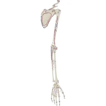 Erler-Zimmer Kostra horní končetiny s ramenním kloubem, s vyznačenými svaly