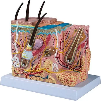 Erler-Zimmer Model kůže