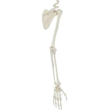 Erler-Zimmer Kostra horní končetiny s ramenním kloubem