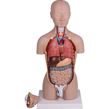 Erler-Zimmer Mini torzo lidského těla, oboupohlavní, 16 dílů