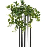 Europalms Holandský břečťan Premium 50…