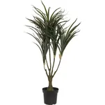 Europalms Dracena 90 cm zelená/červená