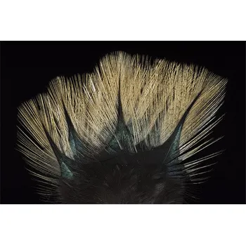 Peří Coq de Leon Pardo Colgaderas Flor de Escoba Sin Penca