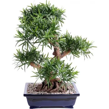 umělá květina Luxusní umělý strom PODOCARPUS BONSAI, 68cm