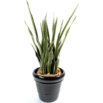 umělá květina Luxusní umělá rostlina Sansevieria žluto-zelená, 110cm