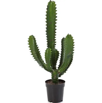 umělá květina Luxusní umělý kaktus FINGER KAKTUS S KVĚTINÁČEM, 61 cm