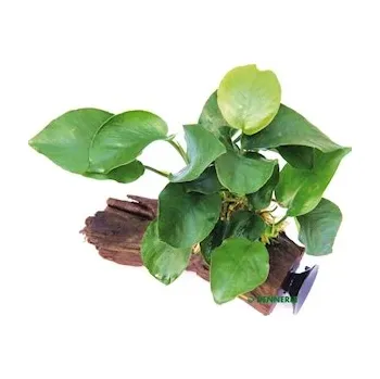 Dekorace do akvária Anubias barteri auf Wurzel mit Sauger, 16 x 7 x 15 cm