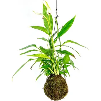 Gardners Kokedama Spathiphyllum (L) Spatifylum, Lopatkovec, Toulcovka