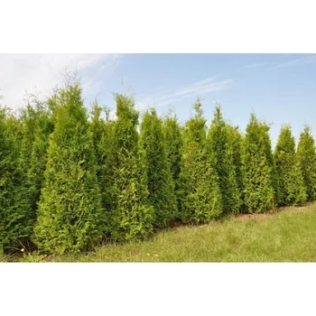Sazenice Thuja occidentalis ´Brabant´ 40–60 K3