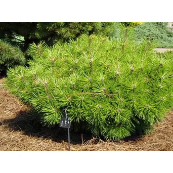 Sazenice Pinus densiflora 'Jane Kluis' 40KM, výška v dospělosti 75cm