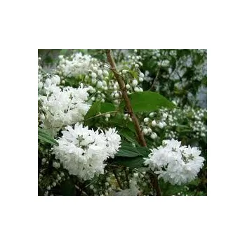 Sazenice Kompletní zahrada Deutzia scabra 40-50 cm