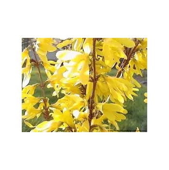 Party dekorace Forsythia x intermedia Lynwood Gold 30-40, cena 129,-