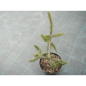 Sazenice Picea omorika Bruns
