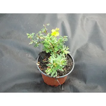 Sazenice Potentila fruticosa Gold