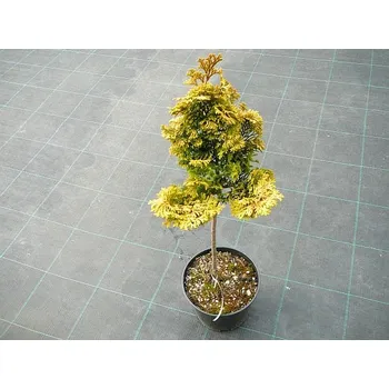 Sazenice Chamaecyparis obtusa Gold