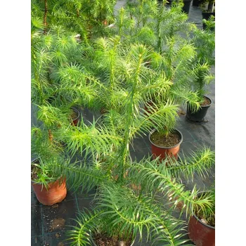 Sazenice Cuninghamia lanceolata, Ostrolistec