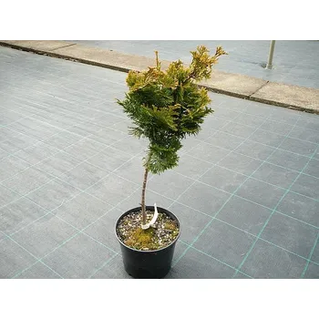 Sazenice Chamaecyparis obtusa WB, cypříšek