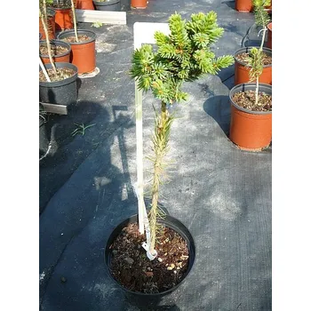 Sazenice Picea abies Supol