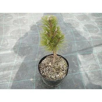 Sazenice Pinus nigra Komet