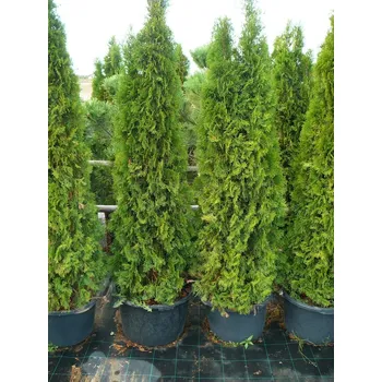 Thuja occidentalis 'Smaragd', túje 200-230 cm